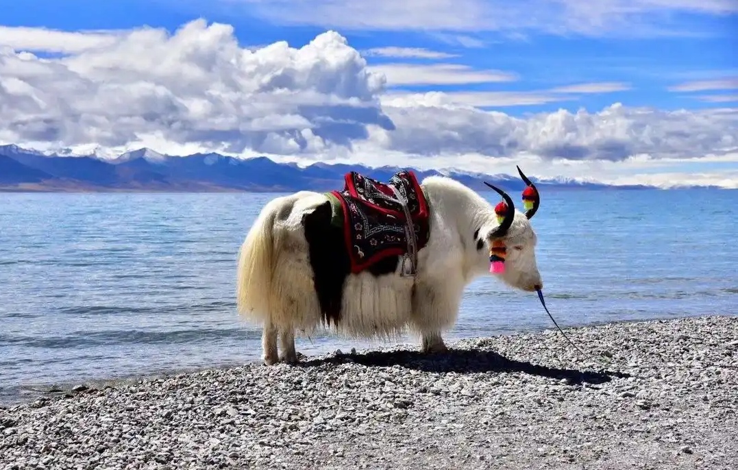 Der weisse Yak am Yamdrok See