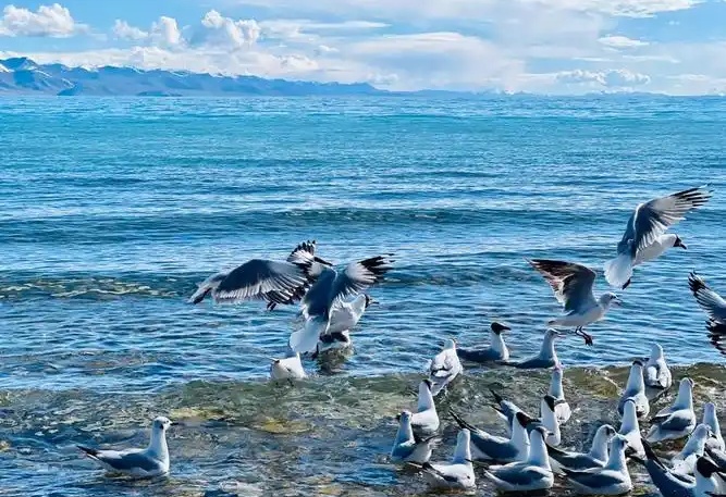 Namtso ist die Paradies für Zugvögel und Wildtiere